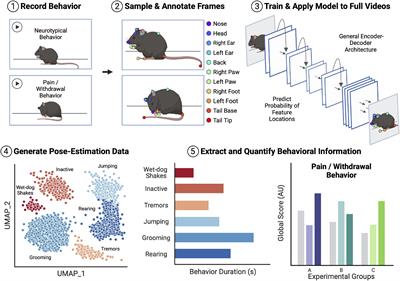 Machine learning and deep learning frameworks for the automated analysis of pain and opioid withdrawal behaviors